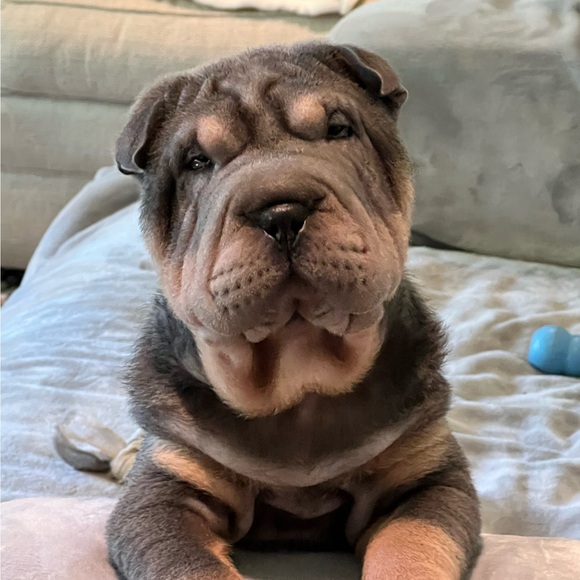 sharpei